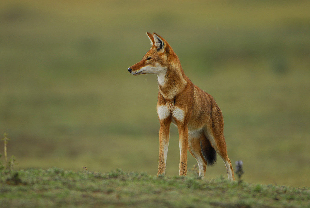 Ethiopian Wolf © Ethiopian Ministry of Culture and Tourism