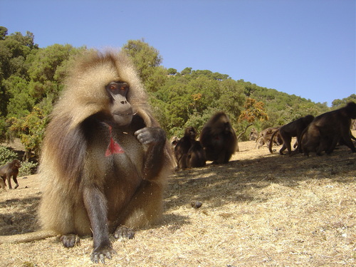 Gelada Baboon © Ethiopian Ministry for Culture and Tourism